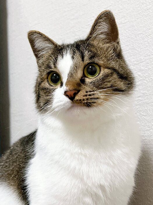 まんまるなラテちゃん