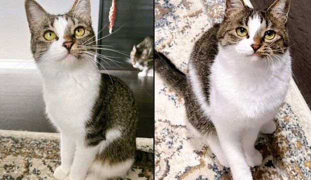 夏毛と冬毛の比較写真