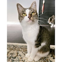 夏毛でほっそりしていた猫が5カ月後→冬毛で“もっふり”まんまるに！　写真を比較して驚きの声