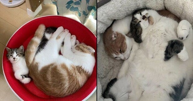 とろくんとおにくくん