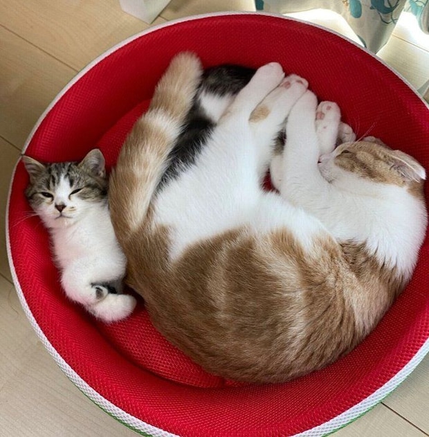 同じベッドで眠るとろくん、おにくくん