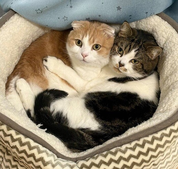 くっつくとろくん、おにくくん