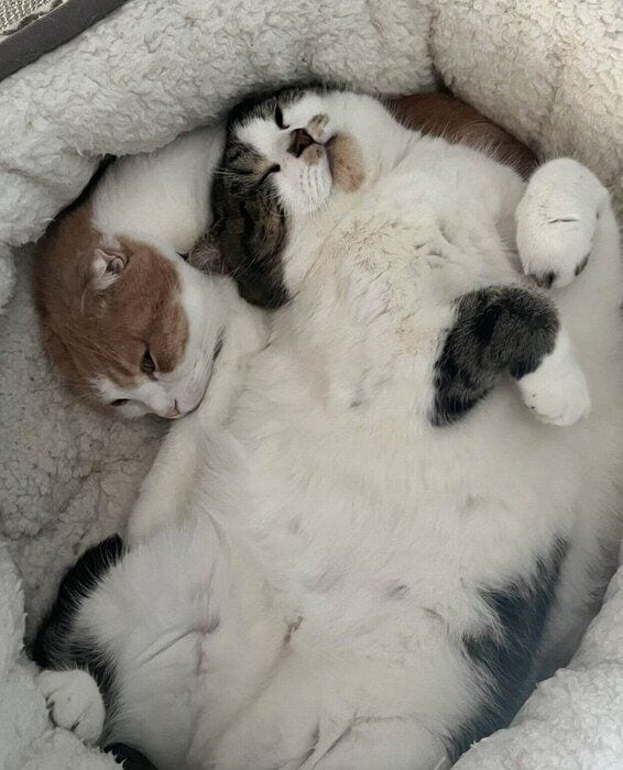 同じベッドで眠るとろくん、おにくくん