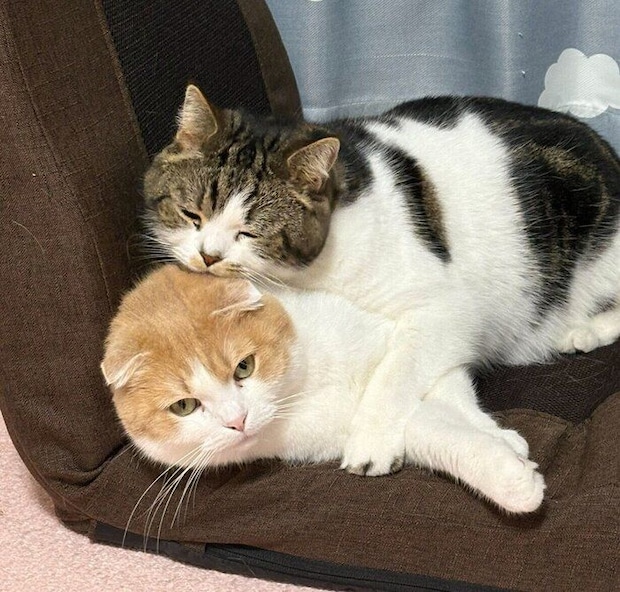 座椅子争いをするとろくん、おにくくん