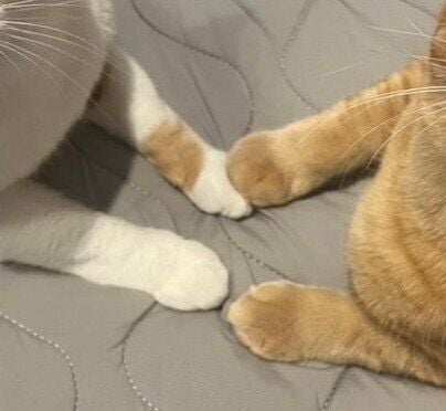 前足を合わせるポーくん、テトくん