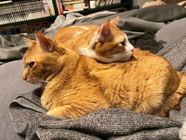 まったりするポーくん、テトくん