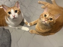 寝室をそっとのぞいたら、愛猫2匹が“手を繋いでいた”　何か企んでいそうで可愛い光景に悶絶！