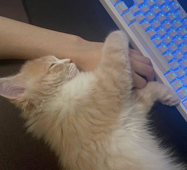 飼い主さんの手にくっつくぽてくん