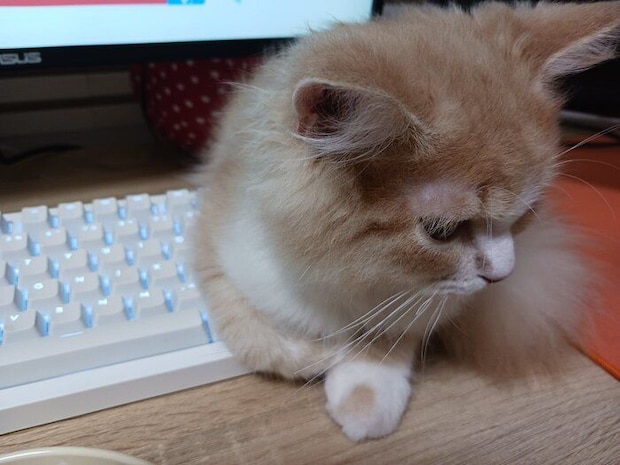 別の日のぽてくん