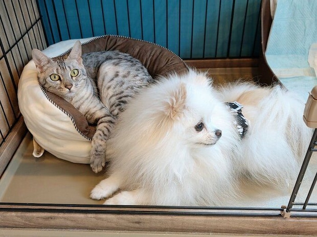 近くでまったりするうにちゃん、こめたくん