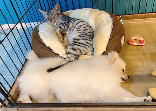 近くでまったりするうにちゃん、こめたくん