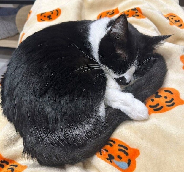 しっぽを大事そうに抱えて眠るおはぎちゃん