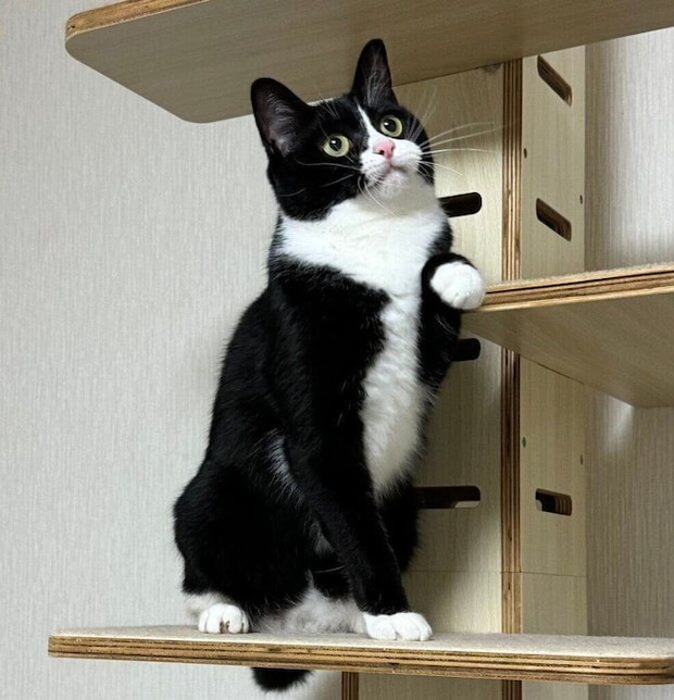 雪見だいふくのような前足がかわいいタビちゃん