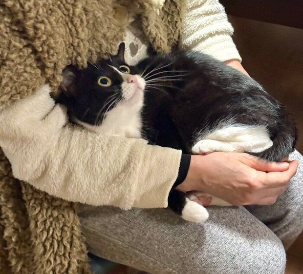 赤ちゃんモードのタビちゃん