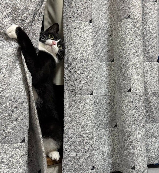 子猫時代のタビちゃん