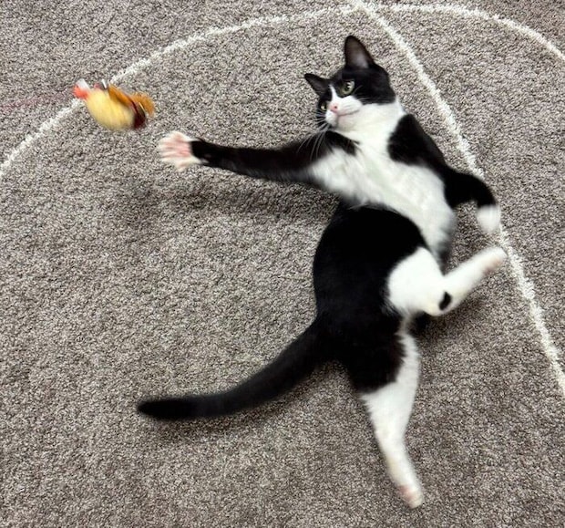 おもちゃで遊ぶタビちゃん