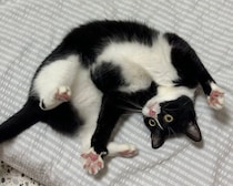 譲渡会で出会った活発な保護子猫が4才に！　「あと100年くらい楽しく過ごしたい」と願うほど大切な存在へ