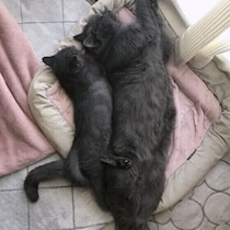 猫は小さい子どもに優しい？ メス猫は母性が強い？ 獣医師が解説