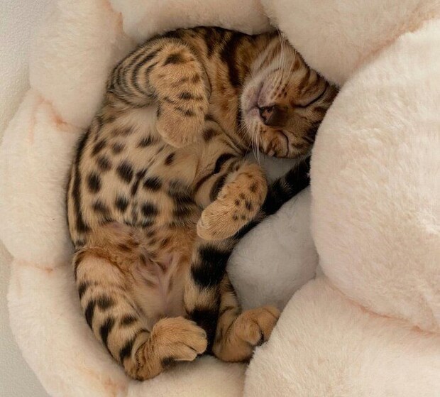 生後4カ月のころに撮影したリンちゃん