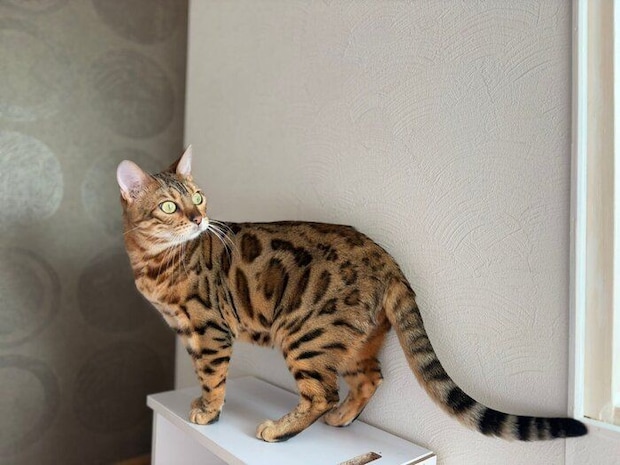 現在のリンちゃん