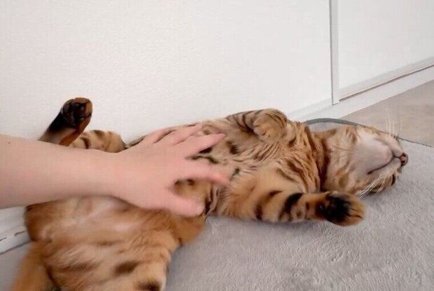 ヘソ天でゴロゴロするリンちゃん