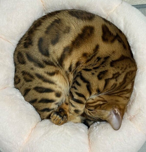 丸まって眠るリンちゃん