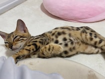 無防備な“ぽんぽこおなか”が「反則級に可愛い」と胸キュン　2才半の今は“アンモニャイト姿”が定番に！