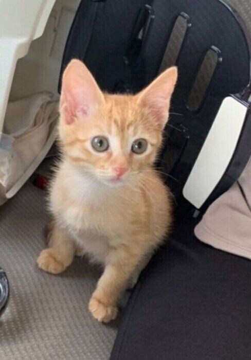 生後2カ月の子猫