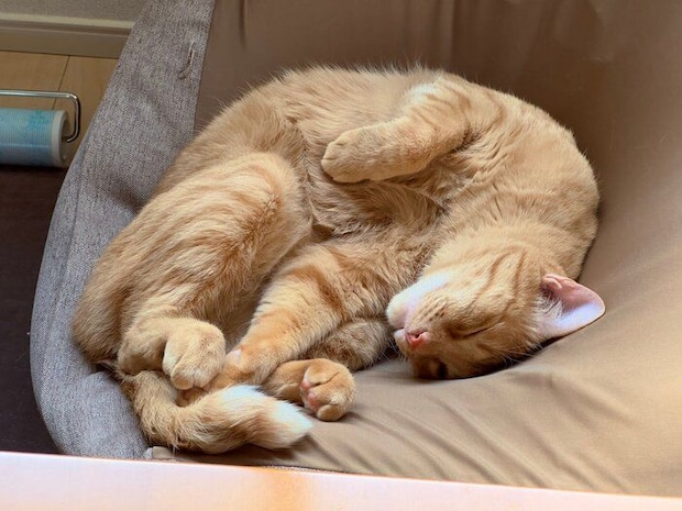 クッションの上で寝ている猫