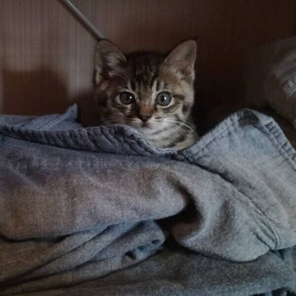 お迎え当時のコイモちゃん