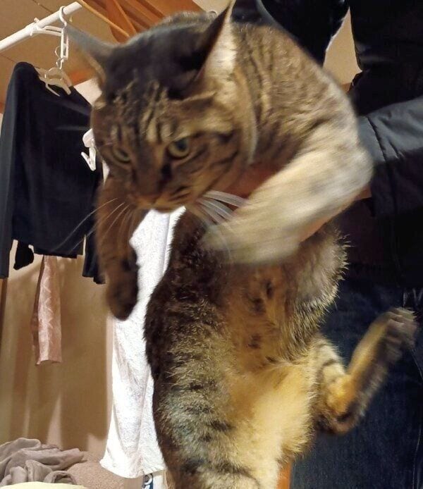 鮭狙いで強制退場させられるコイモちゃん