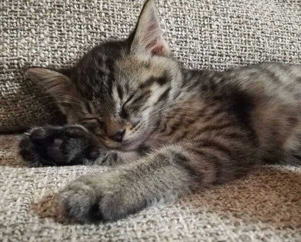 ソファで眠るコイモちゃん