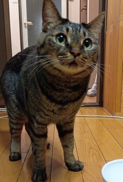 無塩の焼き魚を食べてご機嫌のコイモちゃん