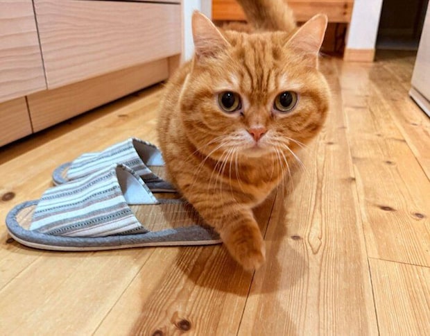 向かってくるぷてぃこちゃん