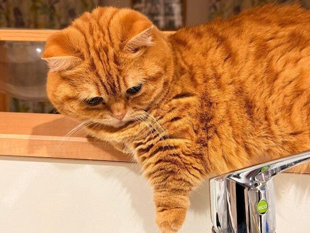 最近のぷてぃこちゃん