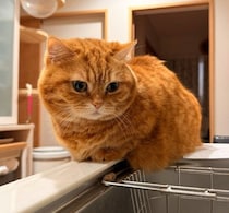 ひとりで洗い物をしていたら→愛猫が“監督”として登場！　頼もしすぎる見守り姿にハッピーな気持ちに