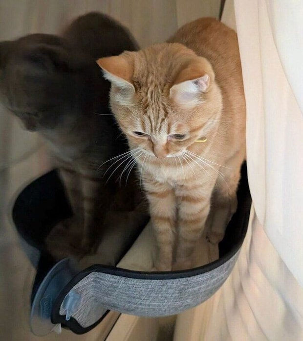 ボニャールポーズのぷりんちゃん