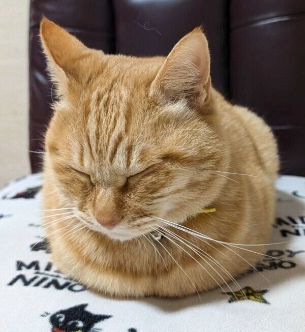 この日も「おててないない」のぷりんちゃん