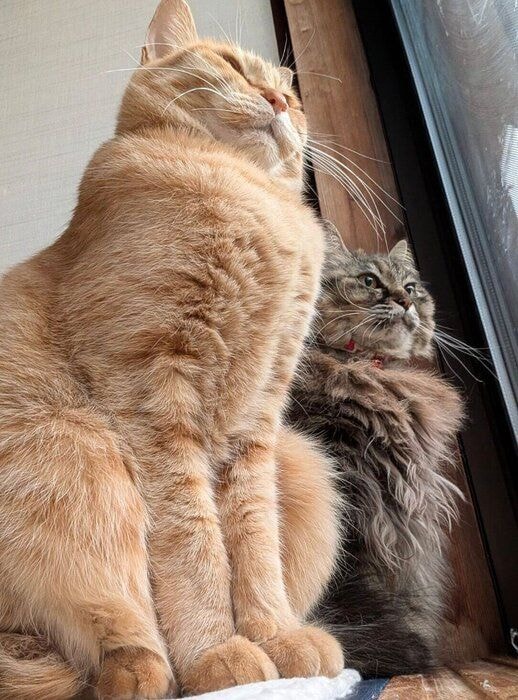 親子そろってニャルソック