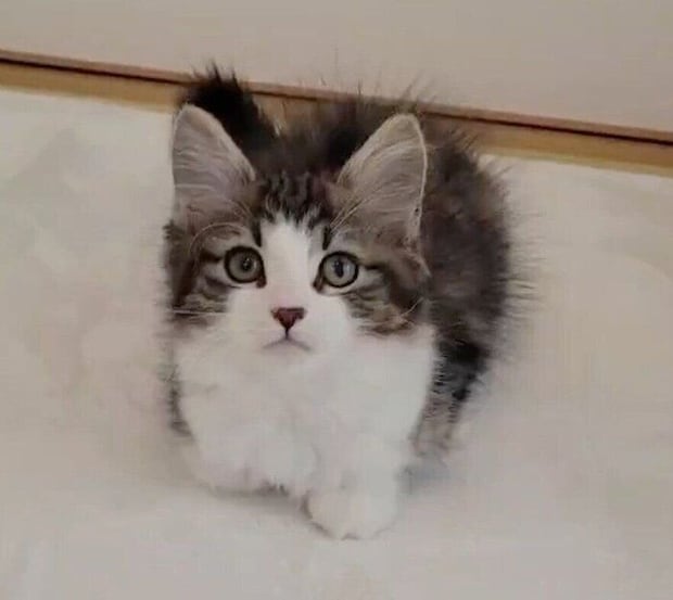 お迎え初日のノエルくん