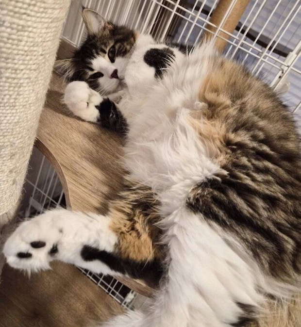 寝転がるノエルくん