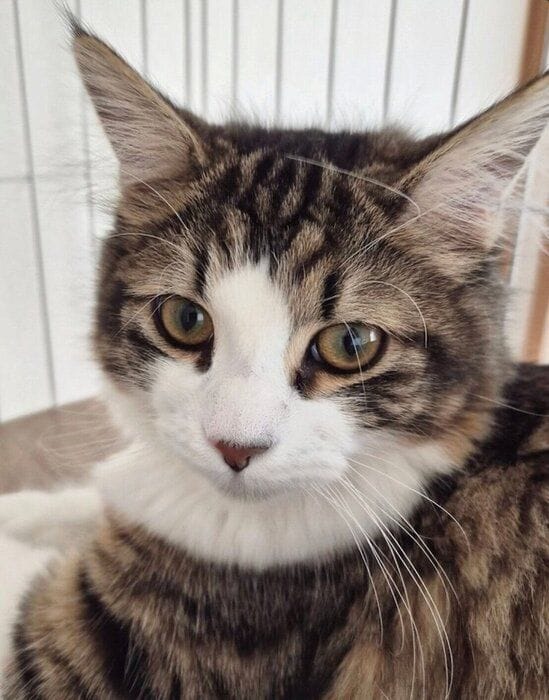 見つめるノエルくん