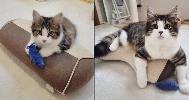 ノエルくんの成長ビフォーアフター