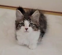 お迎え初日に見せた“きょとん顔”が可愛い子猫　生後5カ月の今は元気いっぱいの“体力おばけ”に！