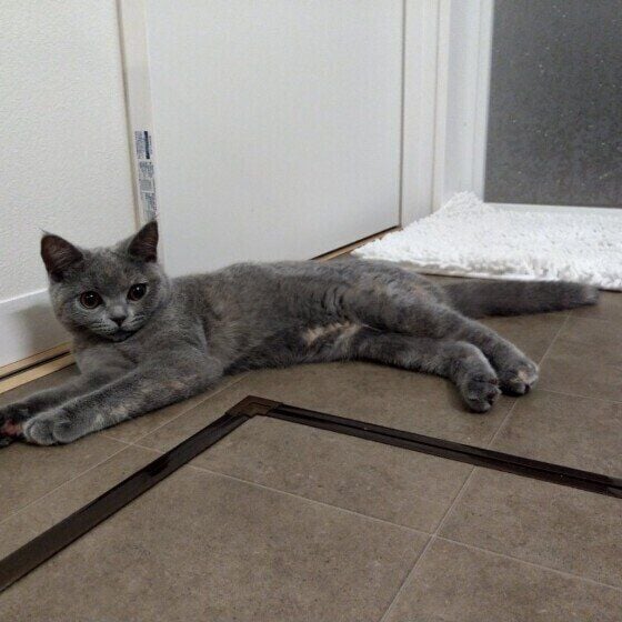 ブリティッシュショートヘアのムーンちゃん