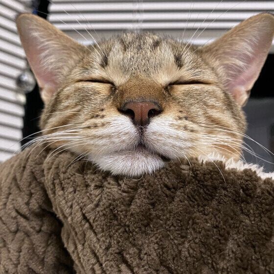 キジトラのマオくん