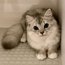 【調査】入浴中に愛猫は来る？鳴く？→このときの猫の心理は？獣医師に聞いた