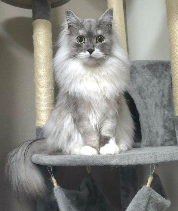 見つめるらんまるくん