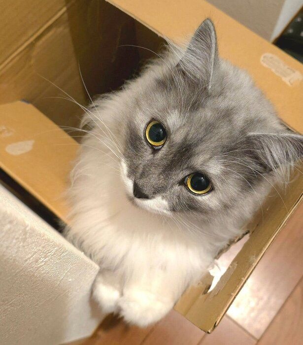 ダンボールに入るらんまるくん