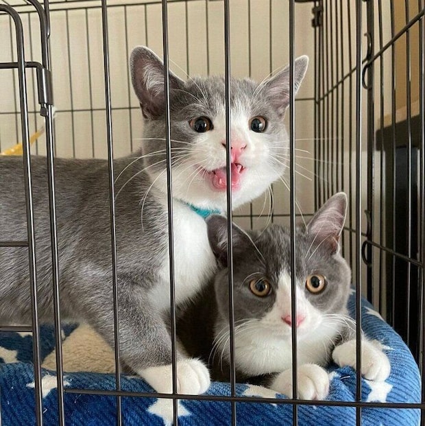 お迎えしたばかりのころのしらたまくん、ごましおくん